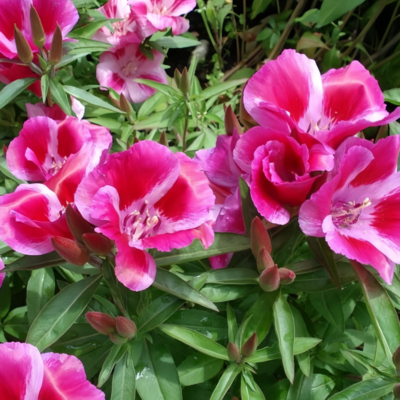 Clarkia Amoena Seeds - Pink Larger Packet High Germination 1800-9000 Onsaleseeds