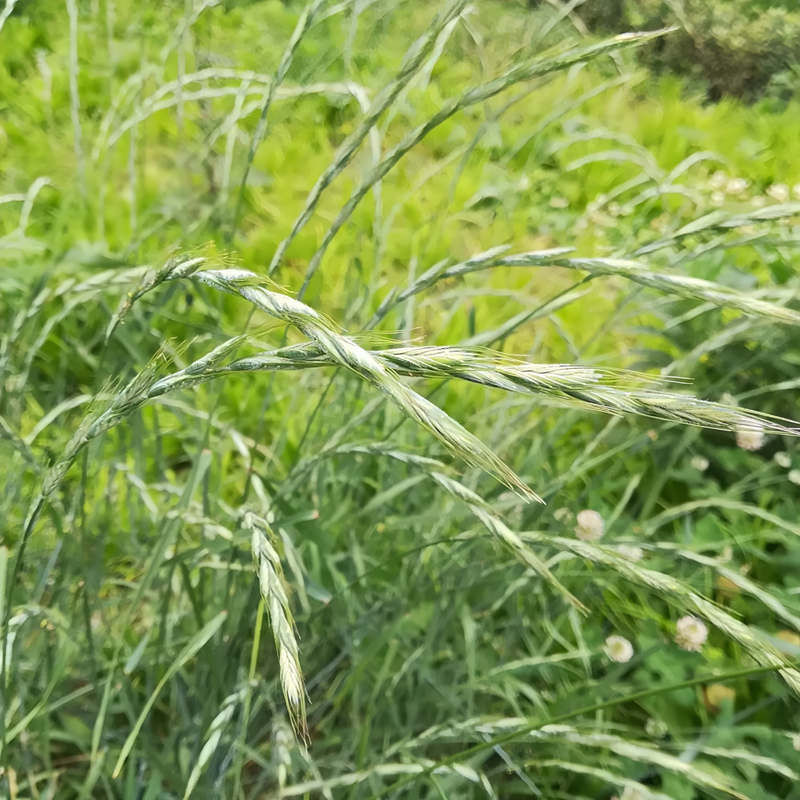 Ryegrass Seeds - Larger Packet High Germination 1/4-1/2LB Onsaleseeds