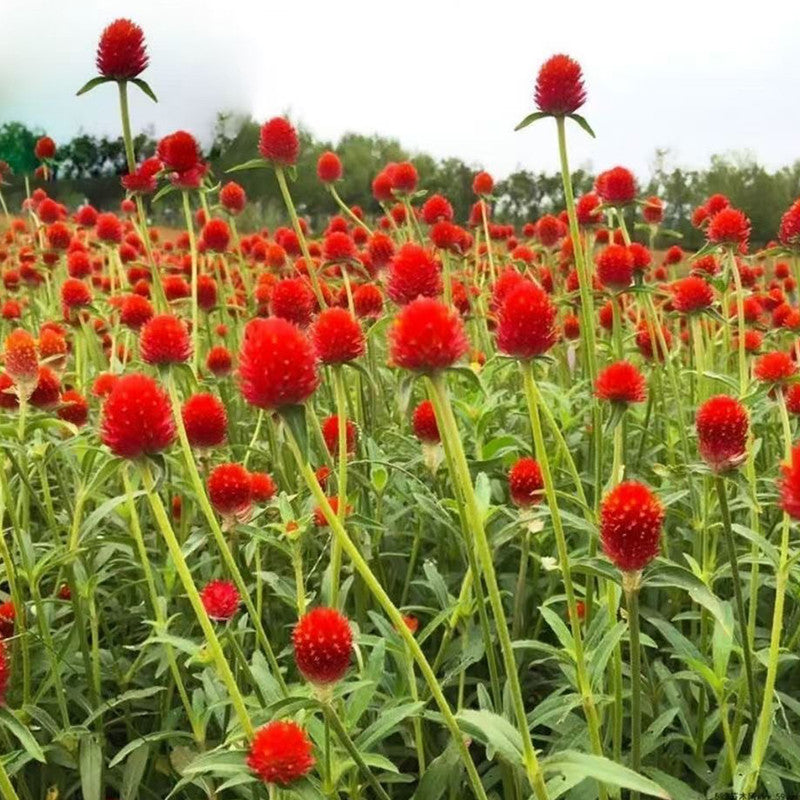 Gomphrena Globosa Seeds - Red Larger Packet High Germination 600-3000 Onsaleseeds