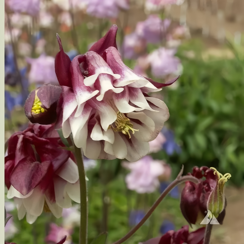 Aquilegia Double Petaled Purple Seeds up to 50%