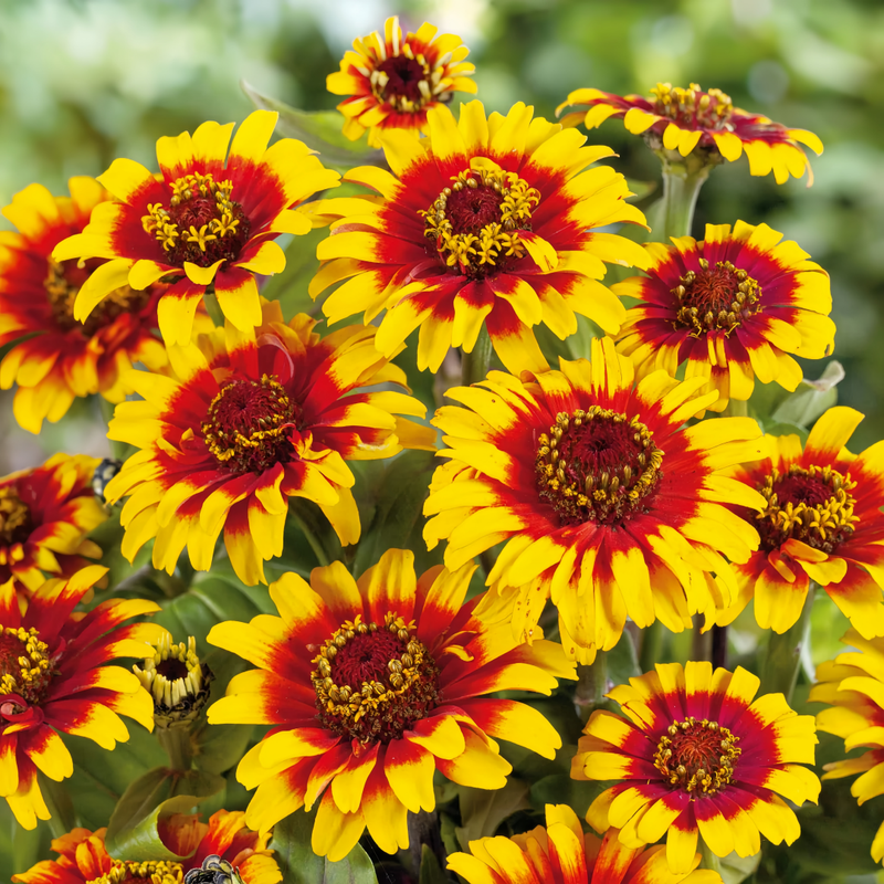 Zinnia Elegans Seeds - Red And Yellow Dual Color Gradient High Germination  Onsaleseeds