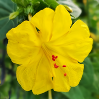 Planting Four O’Clock Seeds