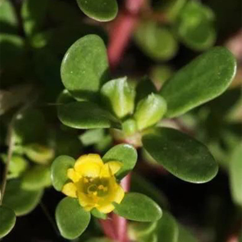 Portulaca Oleracea Seeds - Yellow Larger Packet High Germination 5000-20000 Onsaleseeds