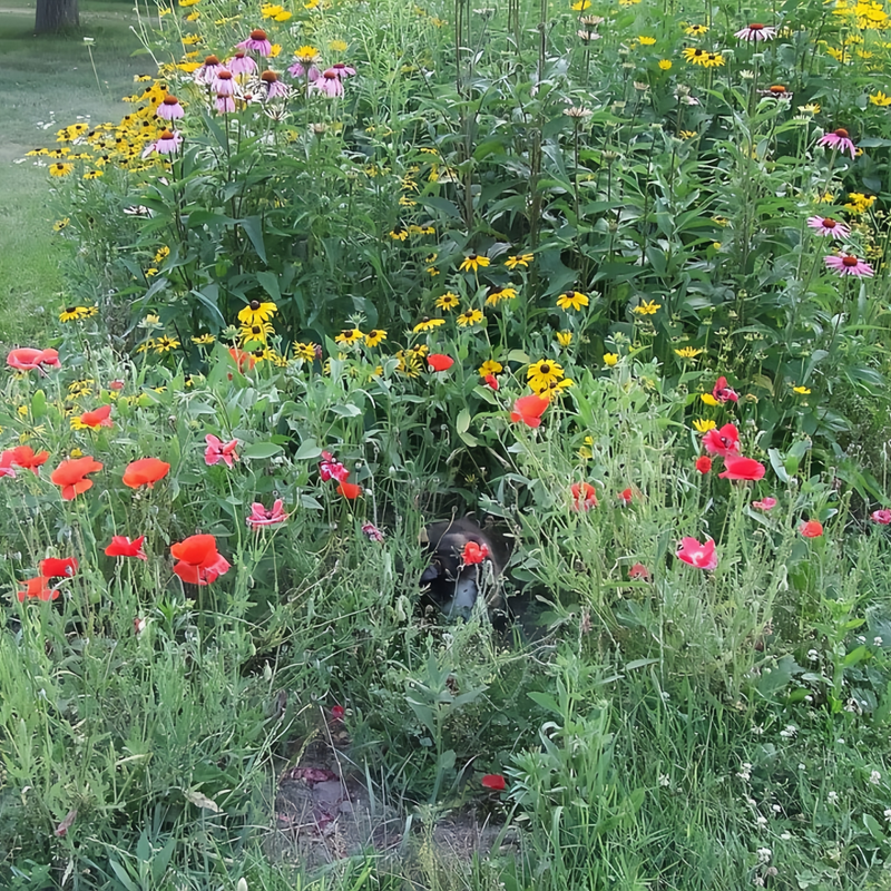 Wildflower Seeds - Heat Resistant Mix Includes Cornflower, Pappy, Zinnia, etc.