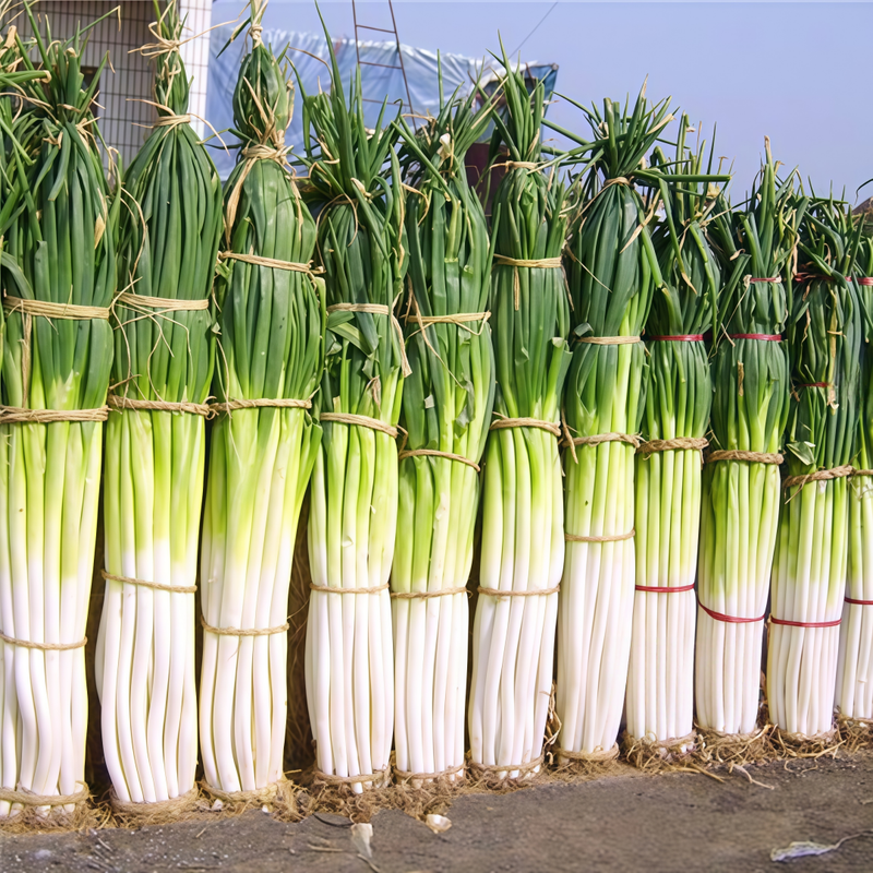 Allium Schoenoprasum Seeds - Large Plant Purplish Red Larger Packet High Germination 5000-25000 Onsaleseeds