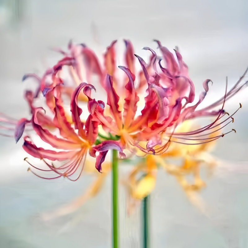 Red Spider Lily (Lycoris Radiata) Fireworks Bulbs up to 50%