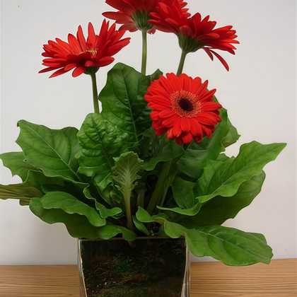 Gerbera Daisy Seeds
