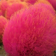 Kochia Seeds - Red