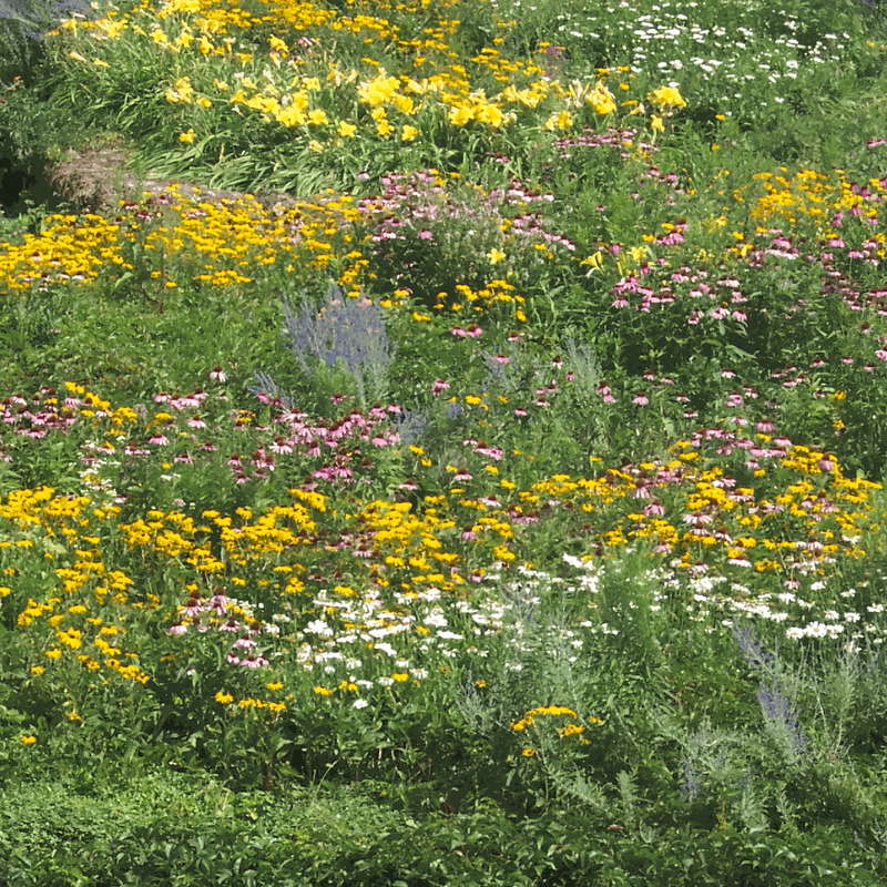 Flowering Plant Combination Summer Style Mix Seeds up to 50%