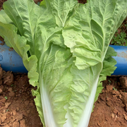Early Green Cabbage Heirloom Seeds