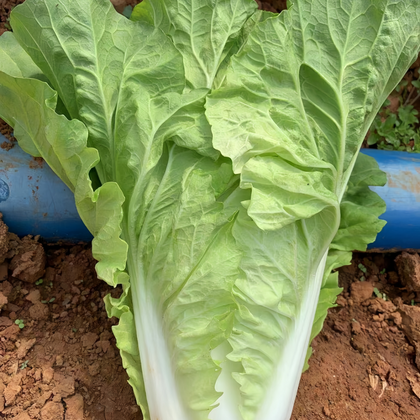 Early Green Cabbage Heirloom Seeds