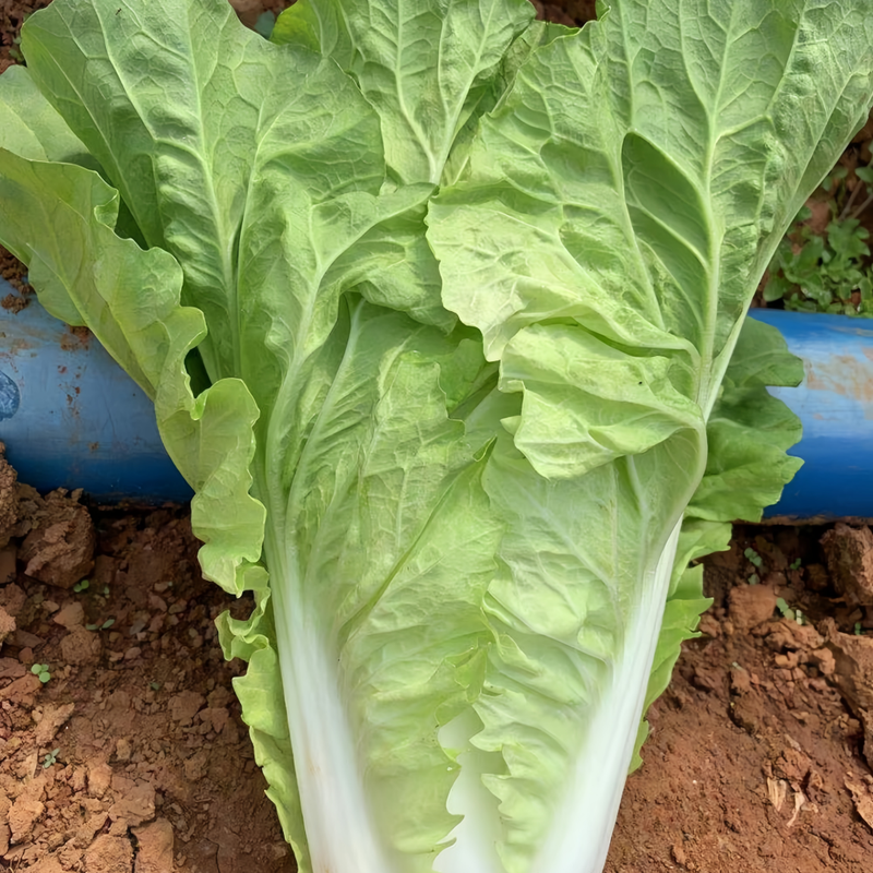 Early maturing cabbage - Larger Packet High Germination 3000-15000 Onsaleseeds