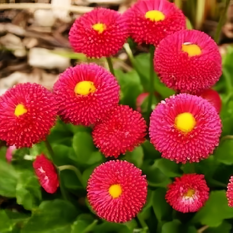 Bellis Red Medium Sized Seeds up to 50%