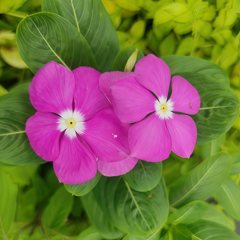 Catharanthus Roseus Magenta With Small Core Seeds up to 50%