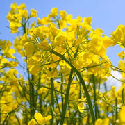 Yellow Field Mustard Seeds