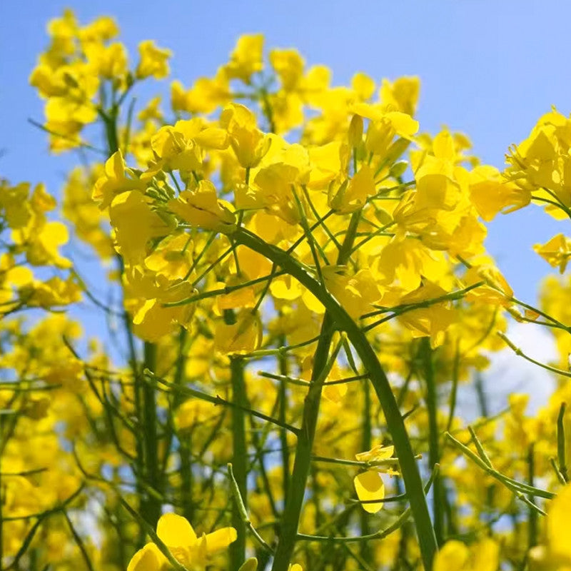 Brassica Capestris Seeds - Yellow Larger Packet High Germination 650-3500 Onsaleseeds