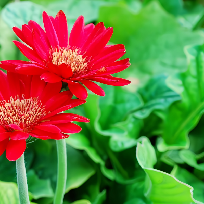 Pericallis Hybrida Seeds - Pink Larger Packet High Germination 360-1800 Onsaleseeds