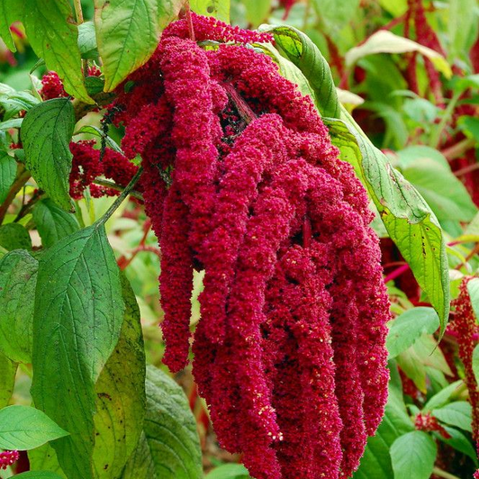 Amaranthus
