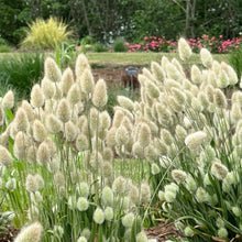 Rabbit Tail Grass Seeds