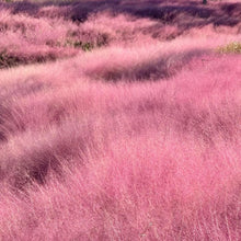 Pink Muhly Grass Seeds