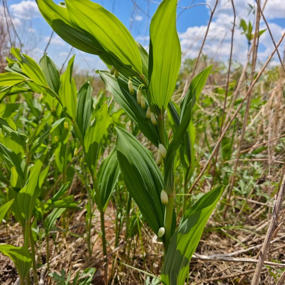 Polygonatum Odoratum Seeds