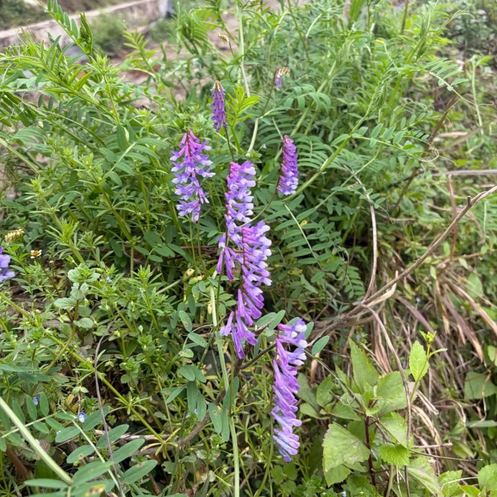 Astragalus Adsurgens Seeds