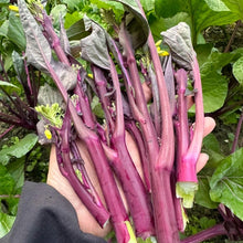 Red Stem Chinese Broccoli Seeds