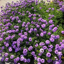 Canadian Verbena Seeds