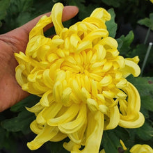 Edible Chrysanthemum Seeds
