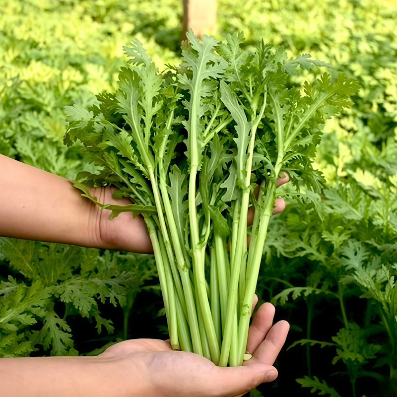 Chrysanthemum Frutescens - Green Larger Packet High Germination 2000-10000 Onsaleseeds