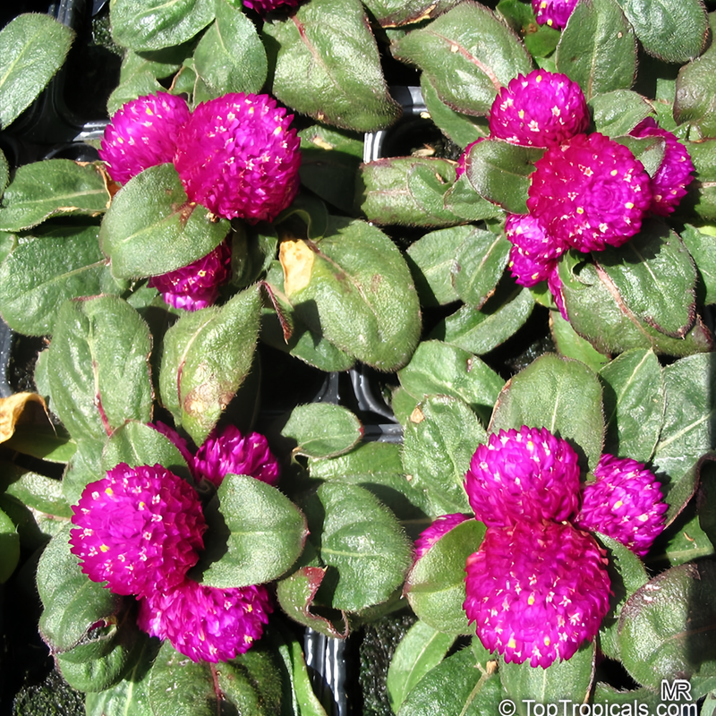 Gomphrena Globosa Seeds - Purplish Red Larger Packet High Germination 600-3000 Onsaleseeds