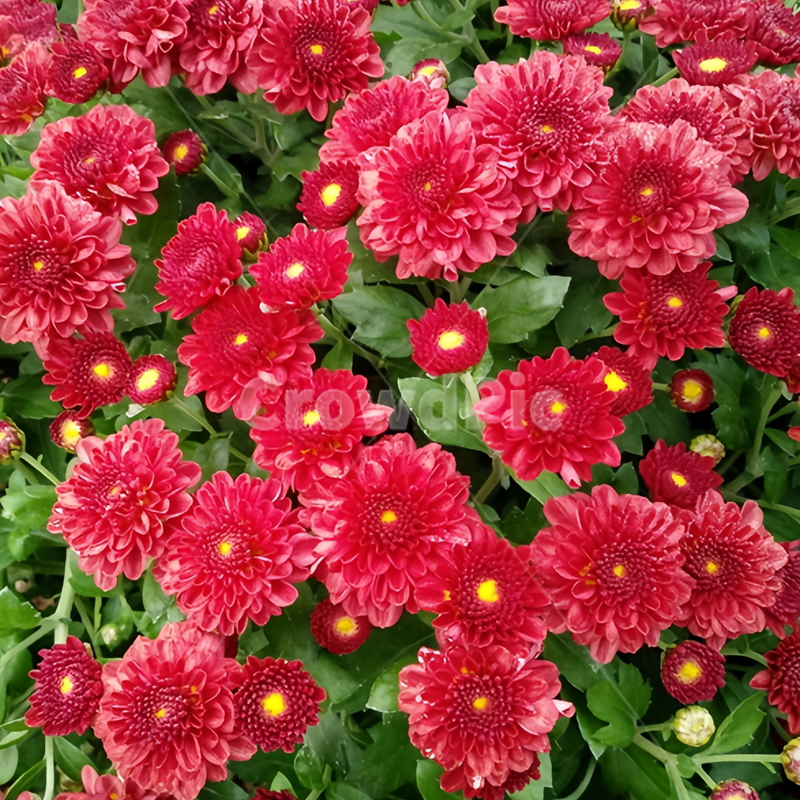 Dahlia Pinnate Seeds - Red Larger Packet High Germination 300-5000 Onsaleseeds