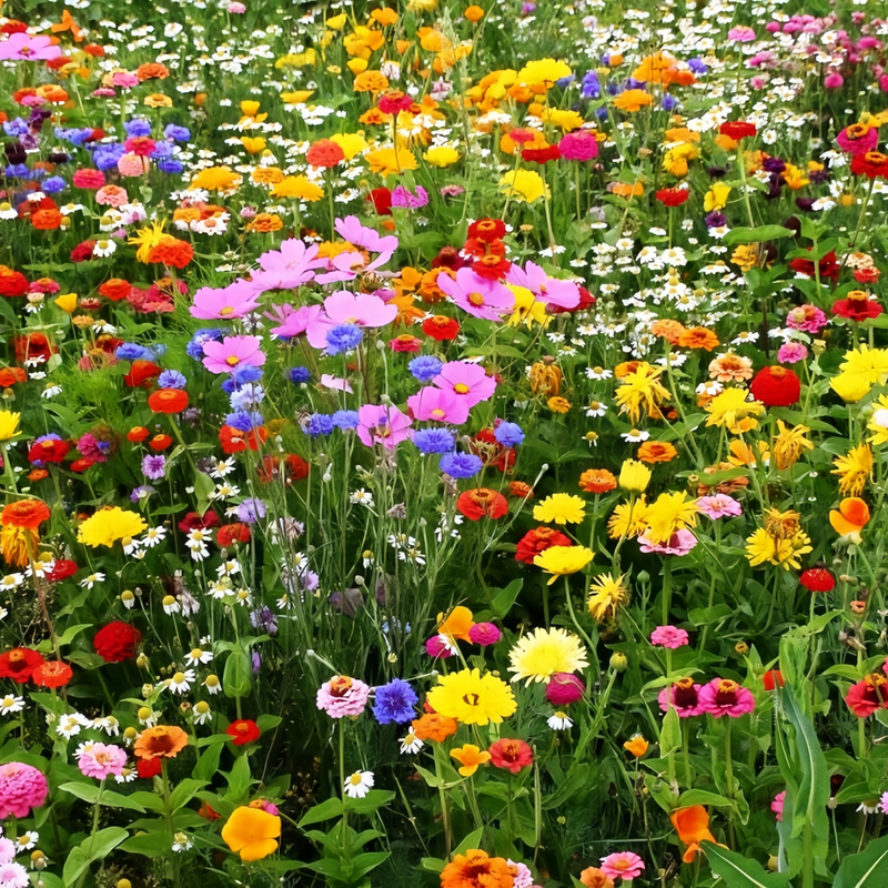 Flowering Plant Combination Cold Resistant Dwarf Plant Mix Seeds up to 50%