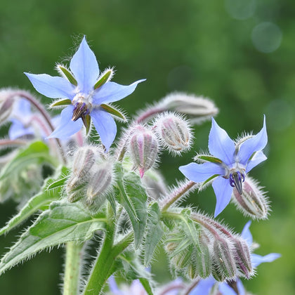 Blue Borage Seeds