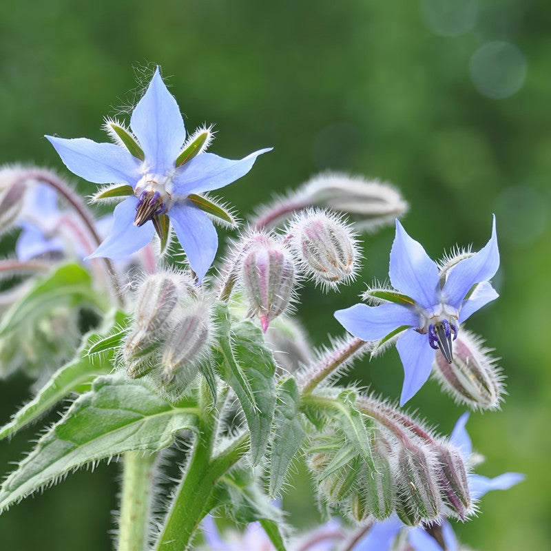 Borago Officinalis Blue Seeds up to 50%