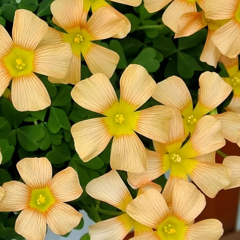 Oxalis Bulbs - Full Moon