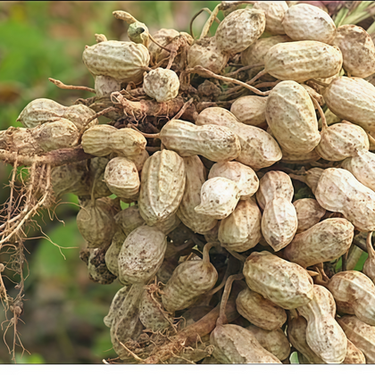 Peanut Seeds