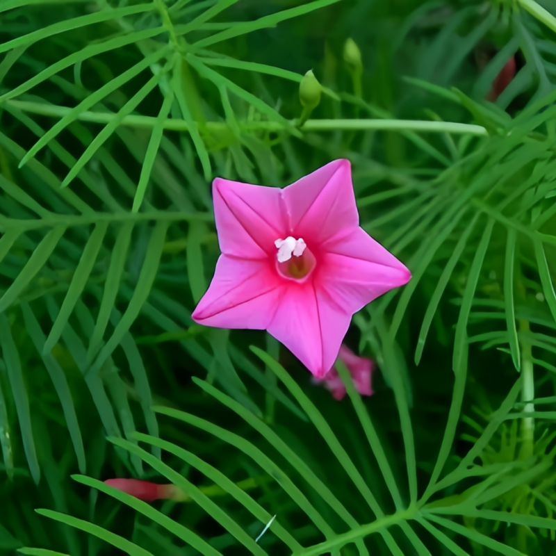 Ipomoea Quamoclit Seeds - Pink High Germination Onsaleseeds