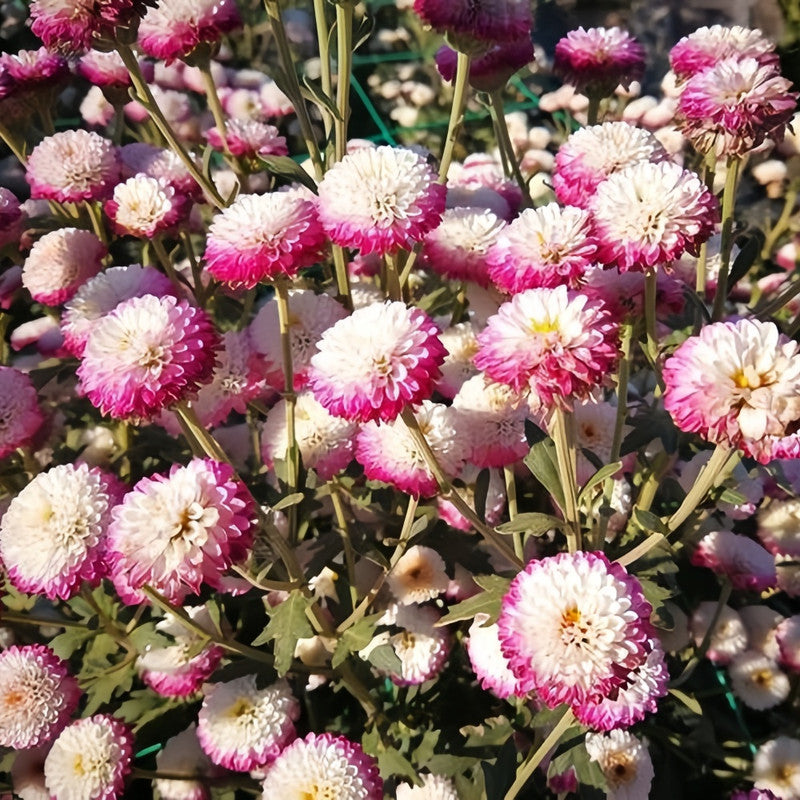 China Aster Seeds - Mix Larger Packet High Germination 1200-5000 Onsaleseeds