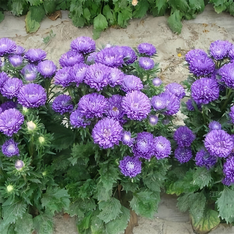 China Aster Seeds - Blue Larger Packet High Germination 1500-5000 Onsaleseeds