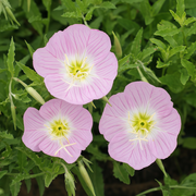 Evening Primrose Seeds - Pink