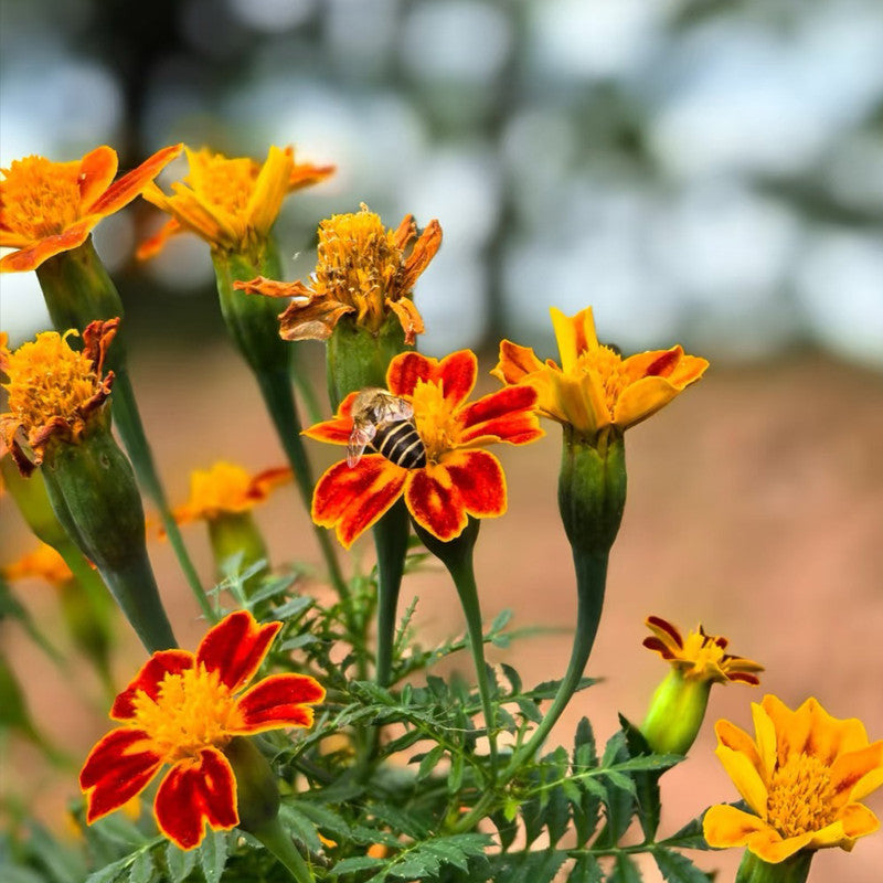 Satin Flower Seeds - Orange Larger Packet High Germination 900-4500 Onsaleseeds