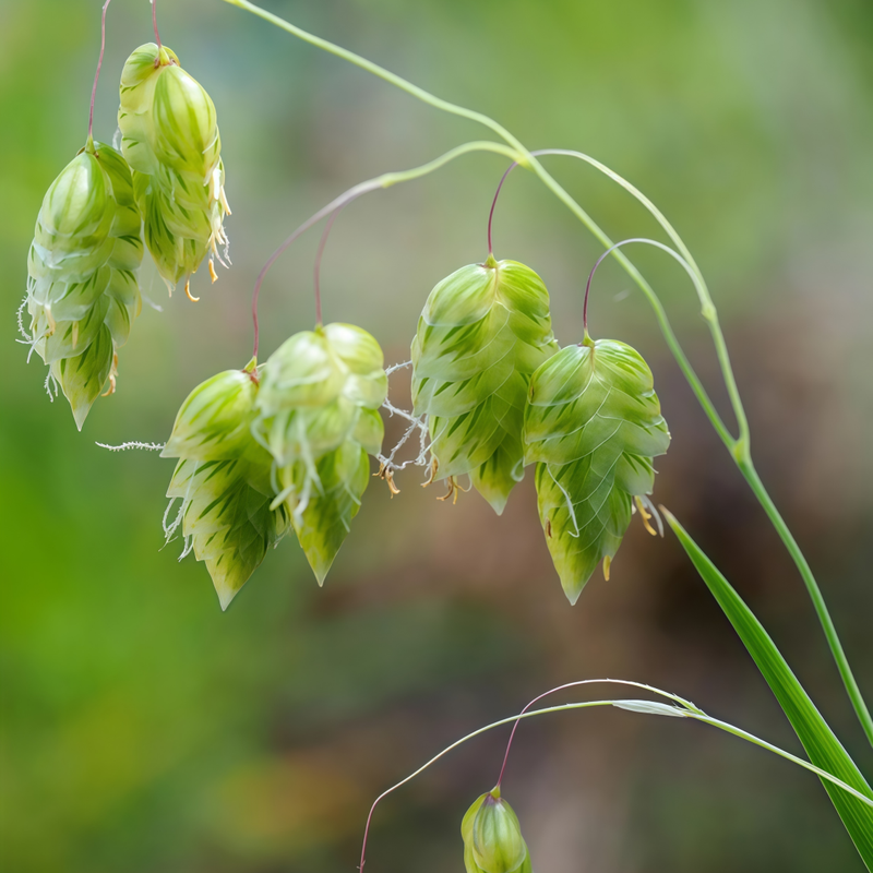 Briza Media - White High Germination  Onsaleseeds