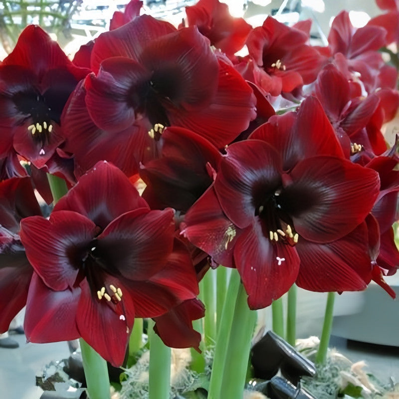 Amaryllis Bulbs - Black Swan