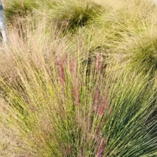 Achnatherum Needle Grass Seeds