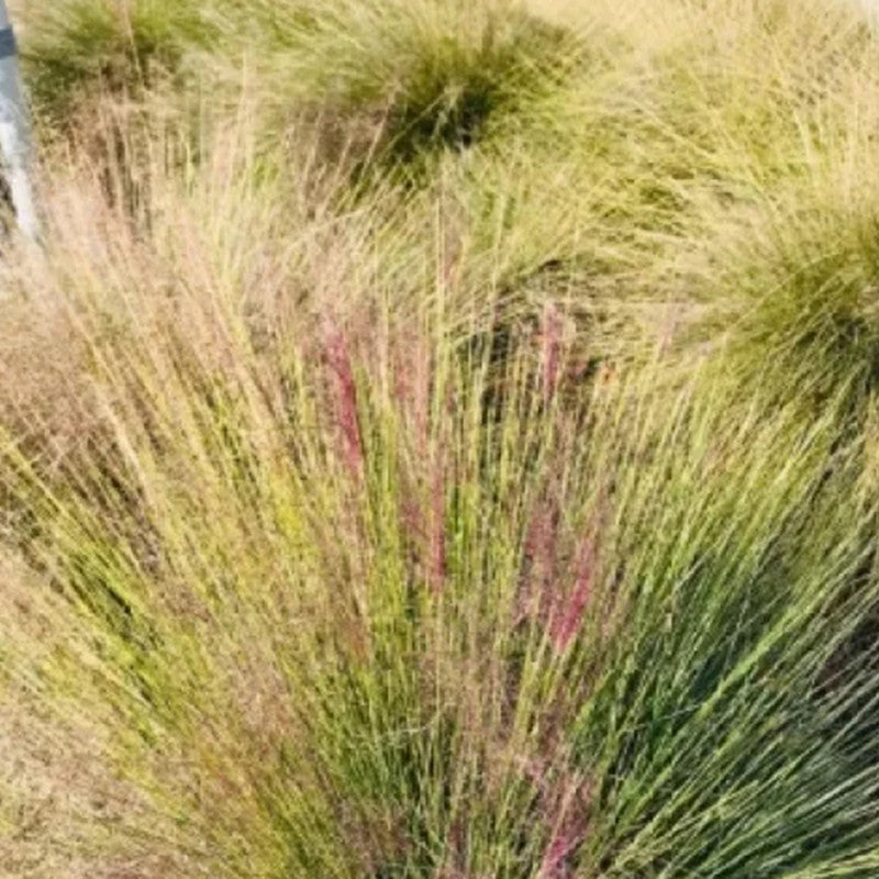 Achnatherum Seeds up to 50%