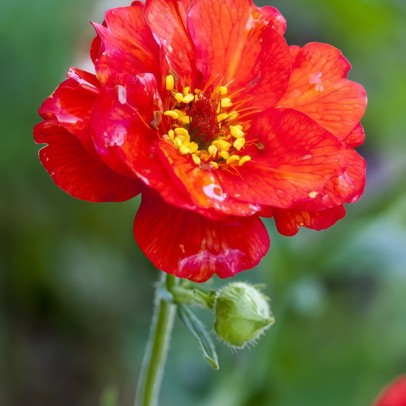 Geum Red Seeds up to 50%