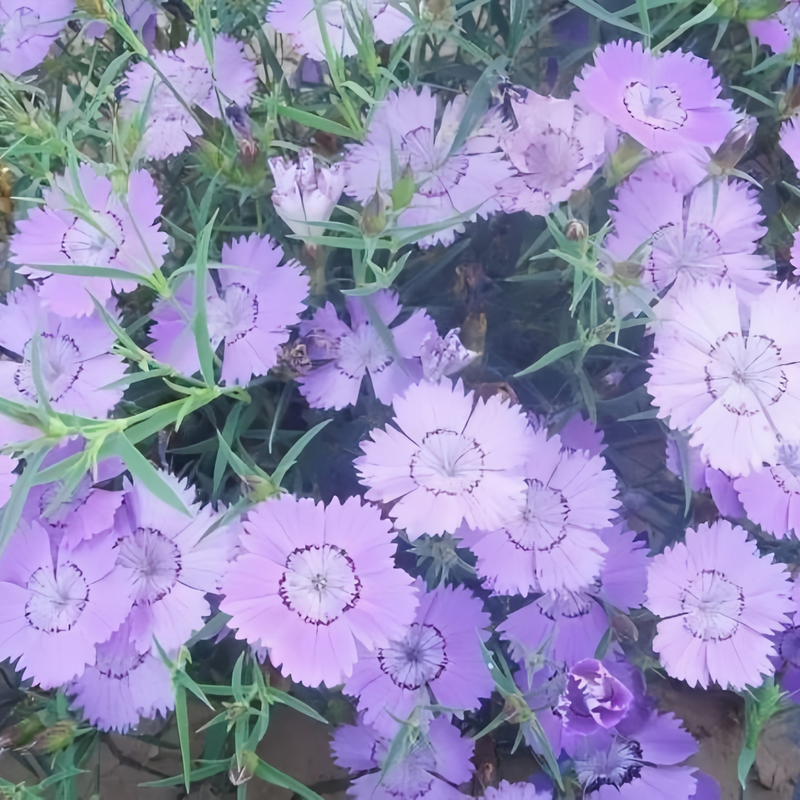 Dianthus Blue Seeds up to 50%