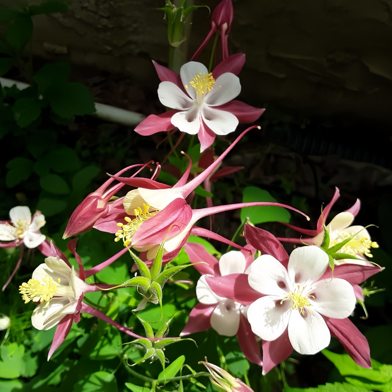 Aquilegia Seeds - Red Larger Packet High Germination 2000-10000 Onsaleseeds