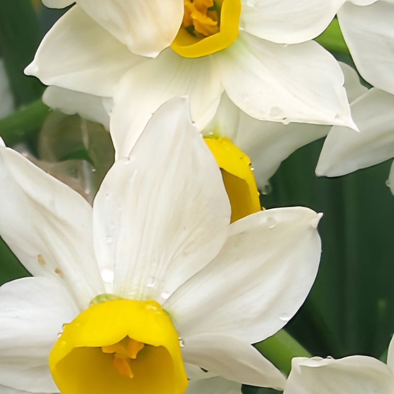 Daffodil